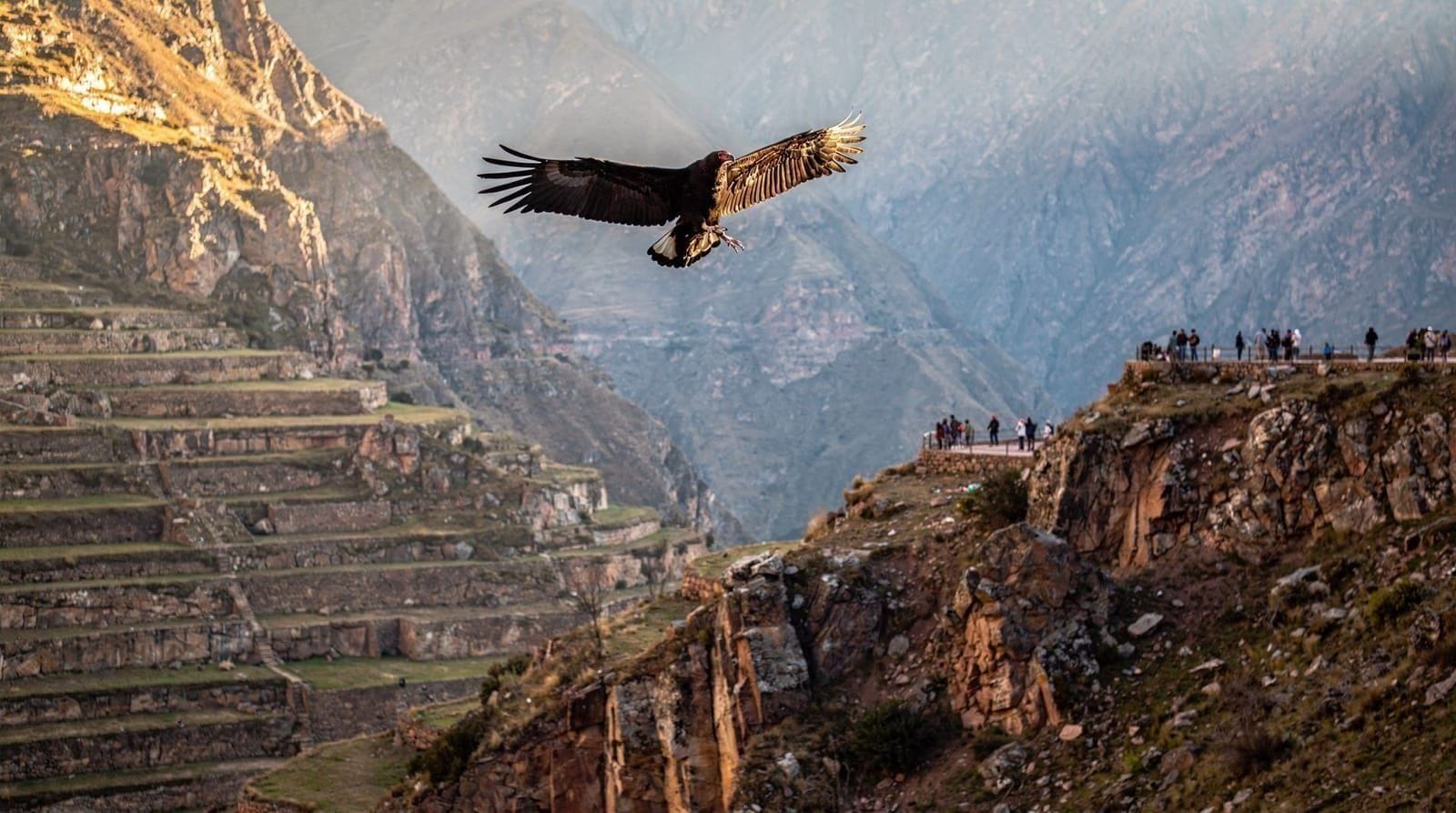 The morning I watched condors at Colca Canyon — A 3am start, a freezing canyon rim, and the twenty minutes that made it all wort