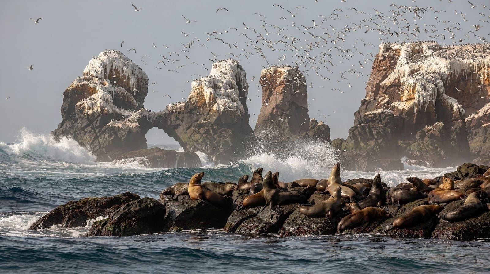 Ballestas Islands guide — What you see on the Ballestas Islands boat, departure times, prices, seasickness