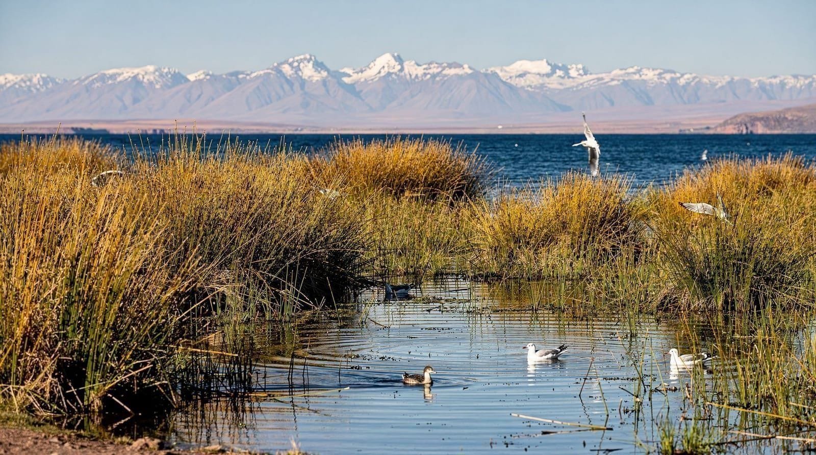 Lake Titicaca wildlife: birds, frogs and the high-altitude lake — A field guide to Lake Titicaca's wildlife: giant frogs, grebes, flamingos and An