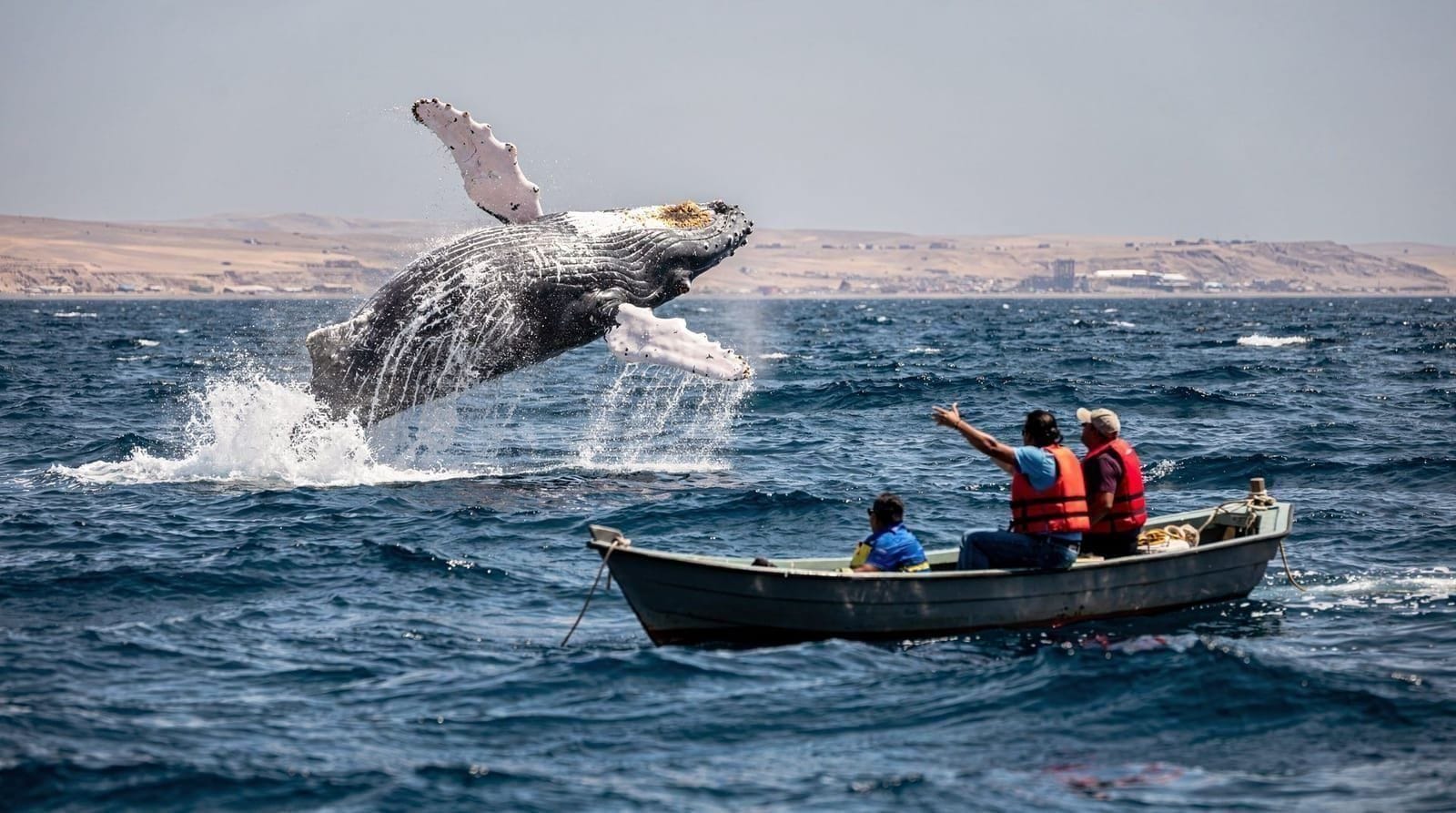 Máncora whale watching guide — Humpback whale watching in Máncora, Peru: the July–October season, what tours co