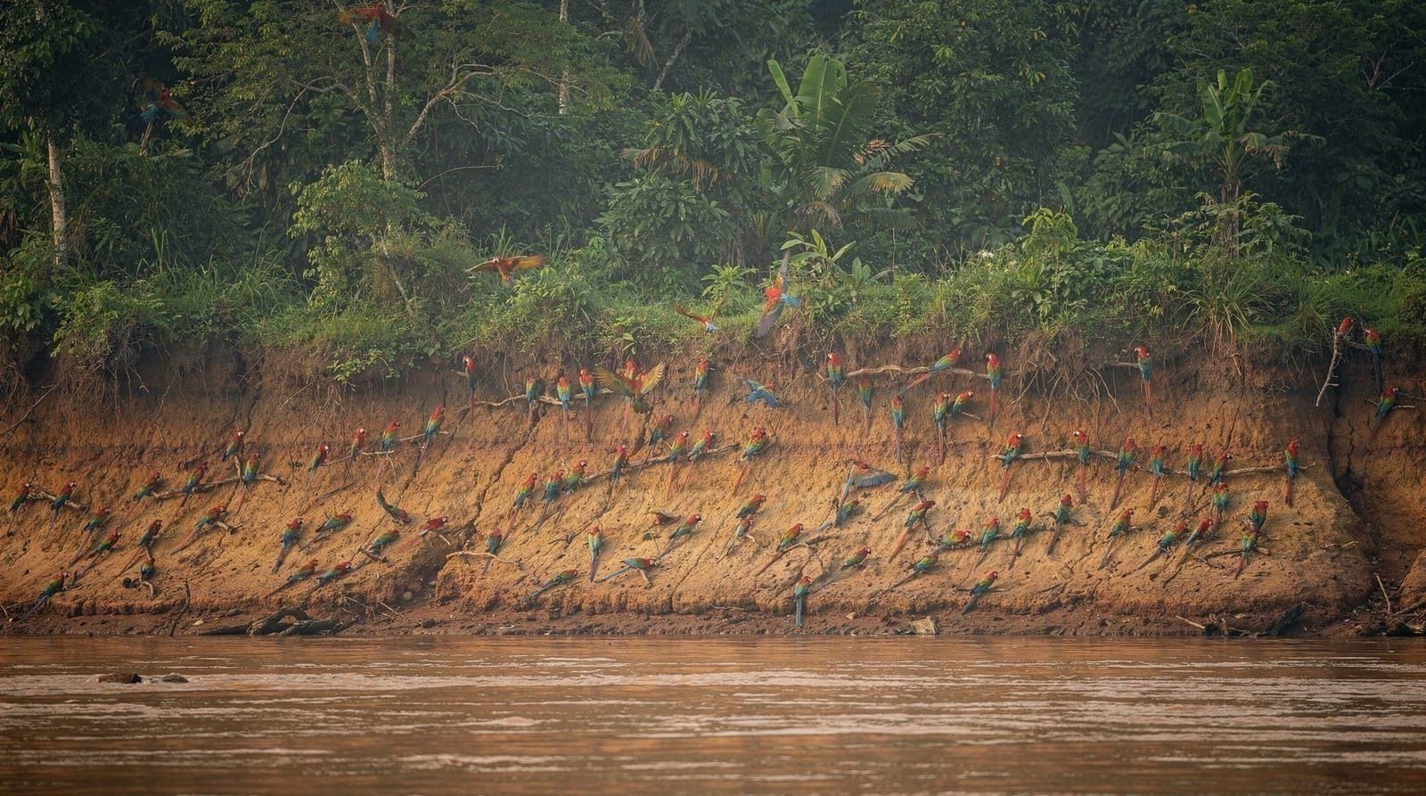 Tambopata guide: clay licks, Lake Sandoval and choosing a lodge